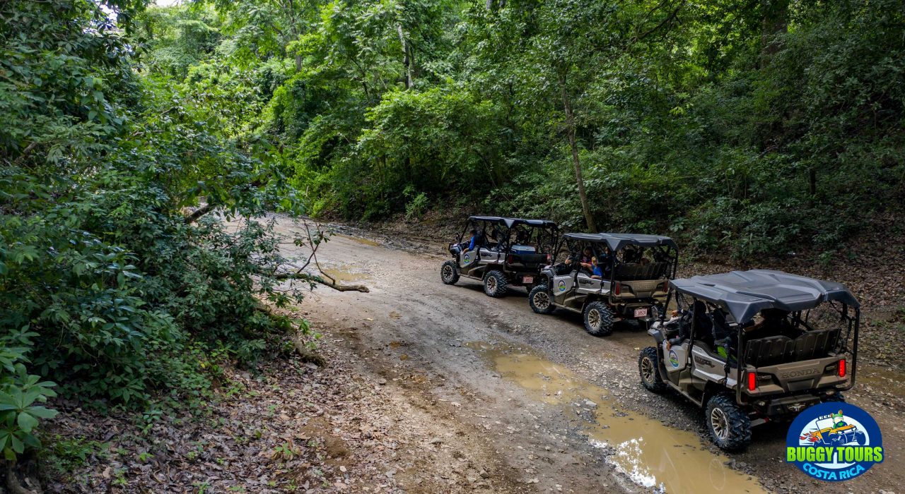 riding buggys among the trees