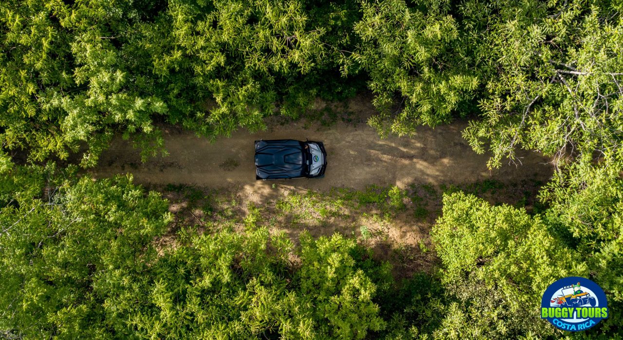 Top photo of a buggy among the trees