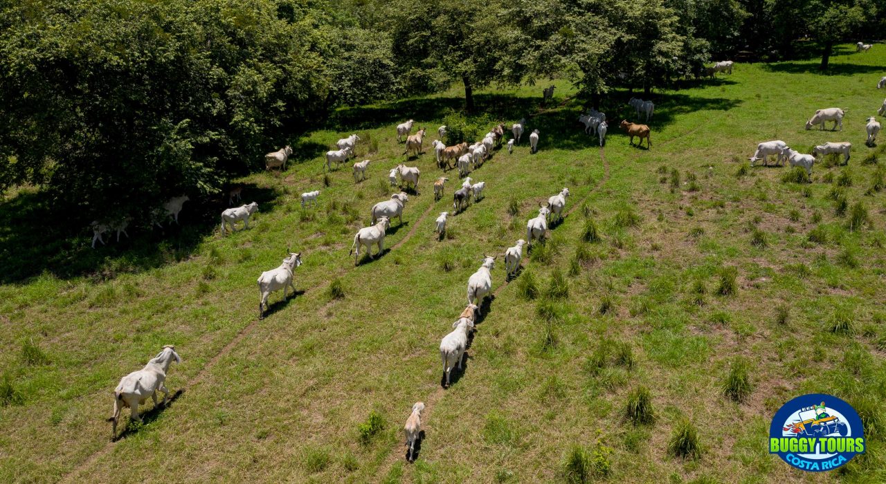 white-cows