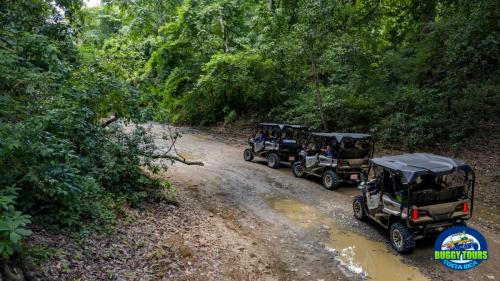 riding buggys among the trees